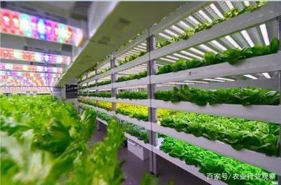 植物工廠 盈利困境與消費趨勢下的未來曙光
